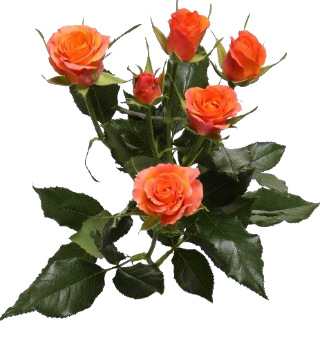 ROSE BR. ORANGE STARS 60